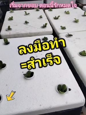 🪴เริ่มจากชอบ ตอนนี้รักหมดใจ มาปลูกผักกินเองกันค่ะ#ปลูกผักไฮโดโปนิกส์ #ปลูกผักในกล่องโฟม #ชุดทดลองปลูกผักไฮโดรโปนิกส์ 