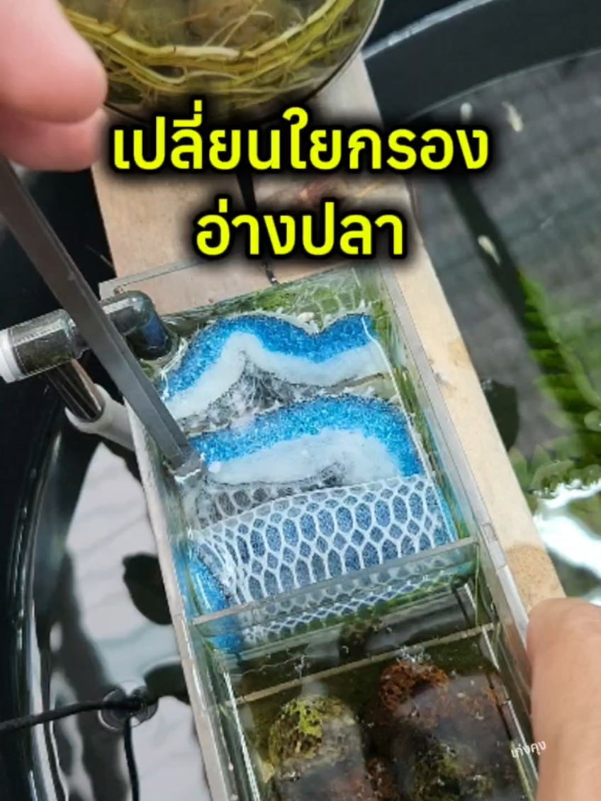 เปลี่ยนใยกรองอ่างปลา #ใยกรอง #ใยกรองขี้ปลา #ใยกรองแบบ8d #ใยกรองตู้ปลา #แผ่นกรองน้ํา #เลี้ยงปลาสวยงาม #tiktokshop #เก่งคุง 