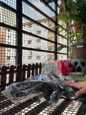 Kali ke2 repeat order untuk dyea dan iffat, kali ni pilihan dan permintaan dari mereka setelah menang larian rentas desa. Metarial kainnya selesa sangat . Saiz paling kecil m tau. Ukuran saiz panjang semua ada diberi. Warna pun sama. Paling best cepat kering tau. Bila hujan xpayah susah hati . Harga murah pulak tu