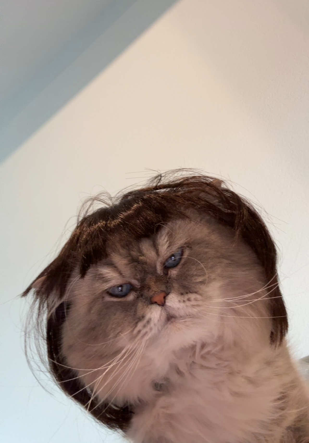 BOB😂😂😂 #fyp #funny #catsoftiktok 