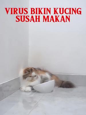 Mencegah dan mengatasi vrus pd kucing emang susah bgt. Apalagi klo udah kena, jd susah makan dan lemes. Berikan Paket Vit Gemukin & Imunitas dari Dewarangga yang bisa bikin kucing kmu terhindar dari penyakit. Yuk beli sekarang juga #dewarangga #dewaranggacattery #superbooster #magicwhite