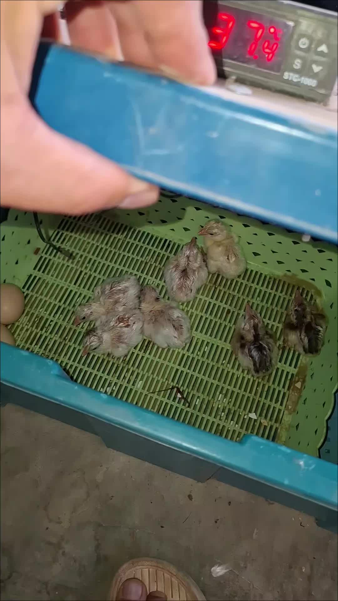 ของดีราคาถูกครับ เเก้ปัญหาไก่กินใข่ไก่ฟักไม่หมดดีมาก