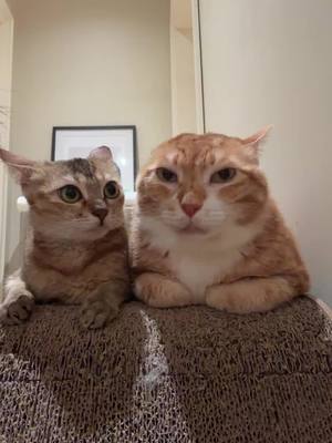 What?#oye #oyememe #sansanmaoer #catsoftiktok 