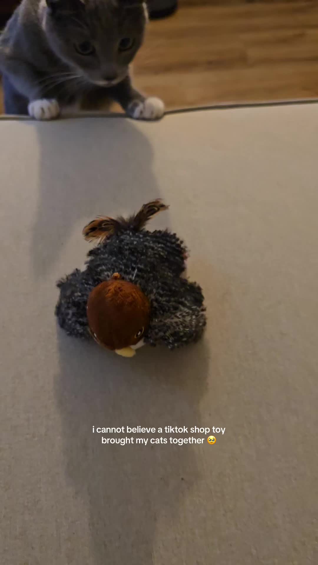 my little hunters 🥹 such a proud cat mom #catsoftiktok #gatos #cattoys #catlovers 