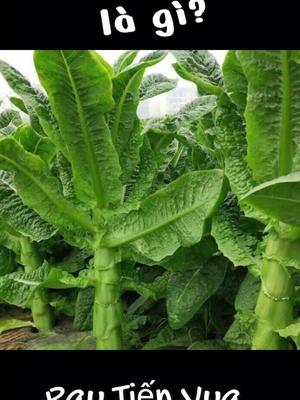 Rau Tiến Vua có ngon không? Giá Rau Tiến Vua – Rau Cần Biển #rautienvua #raucanbien #giarautienvua #chebienrautienvua #cachchebienrautienvua #rautiếnvua #raucầnbiển #giárautiếnvua #giabanrautienvua #congdungrautienvua  #xuhuong #xuhuongtiktok #xuhướng #raungon 