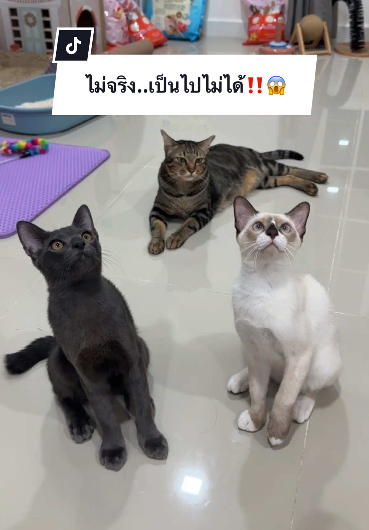 ไม่จริง..เป็นไปไม่ได้‼️😱 #ครอบครัวไข่หวาน #พลอยฉึกๆ #แมร๊เอง #พลอยรักเต็นท์ #หวานแมวขยะเปียก #ไข่เน่าลูกแมร๊ #กระป๋องลูกแมร๊ #น้องกระป๋องกับน้องกระแป๋ง 