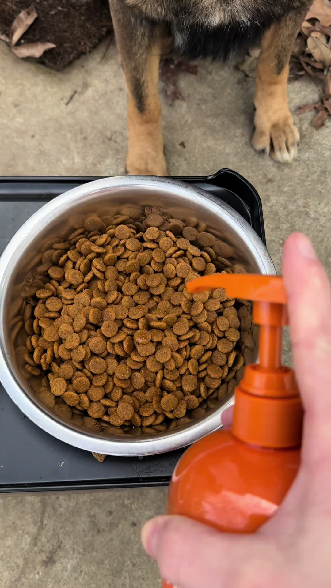 My dogs love salmon oil!  #salmonoil #salmon #dogsoftiktok #dogs #puppy #healthydog #healthy #puppytok #dogfur #showdog #k9 #k9unit #lovelanguage #rescuedog #giftguide #ttslevelup #ttsdelightnow #tiktokshopcreatorpicks 